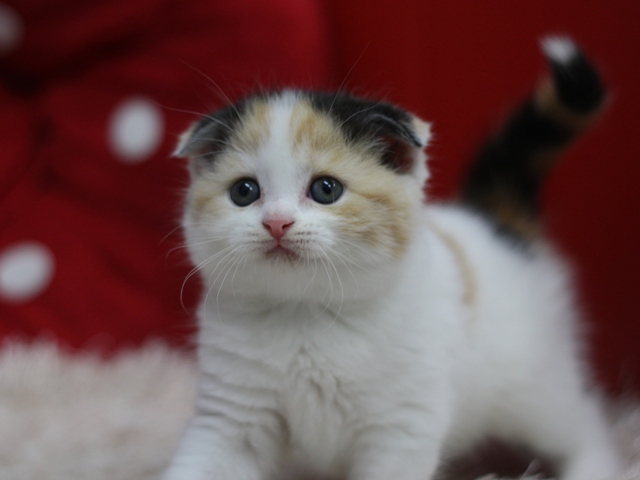 スコティッシュフォールドの子猫画像