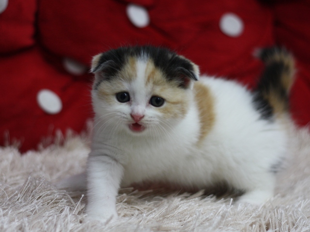 スコティッシュフォールドの子猫画像