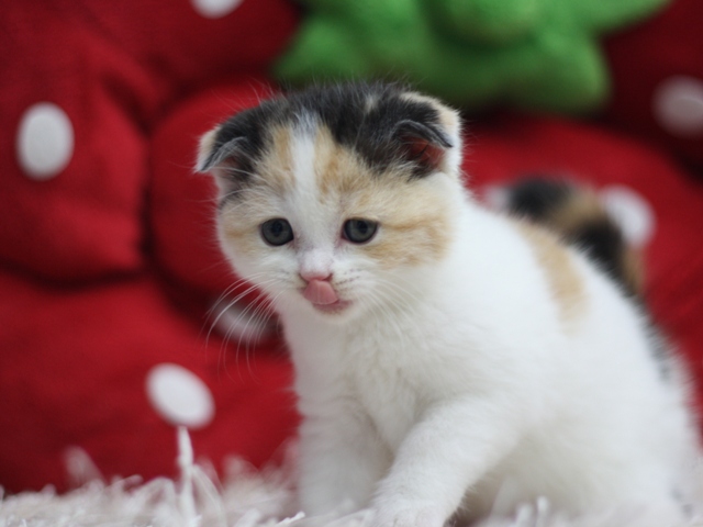 スコティッシュフォールドの子猫画像