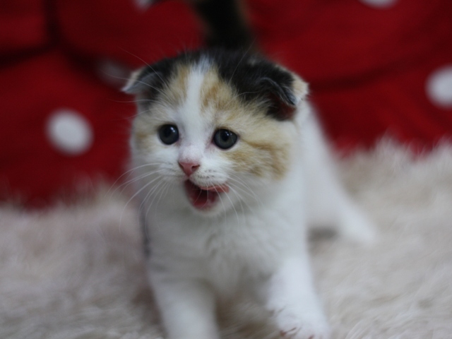スコティッシュフォールドの子猫画像
