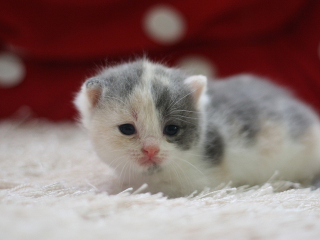 スコティッシュフォールドの子猫画像