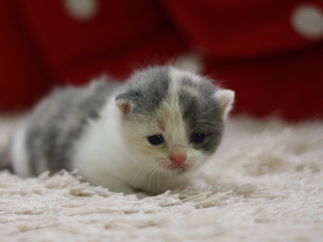 スコティッシュフォールドの子猫画像