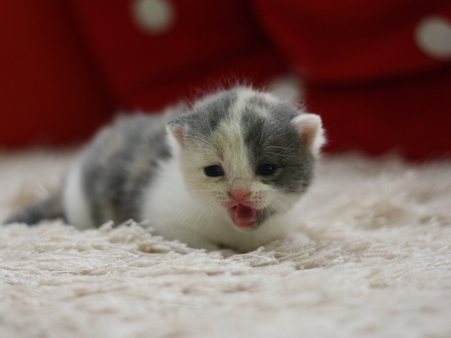 スコティッシュフォールドの子猫画像