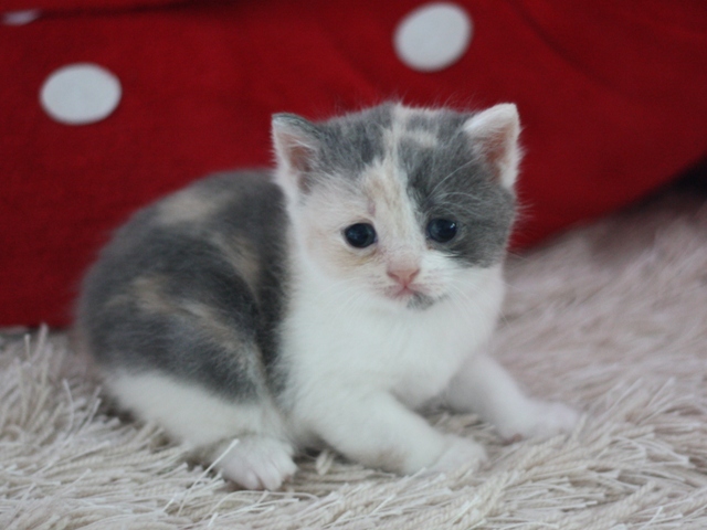 スコティッシュフォールドの子猫画像