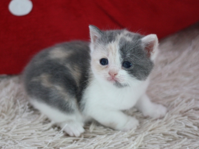 スコティッシュフォールドの子猫画像