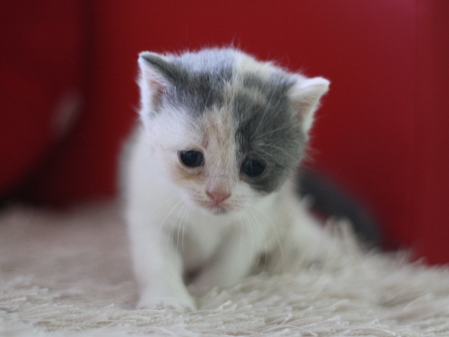 スコティッシュフォールドの子猫画像