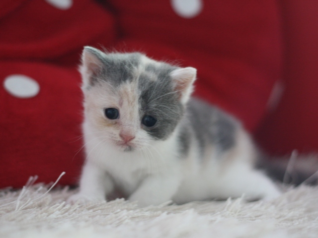 スコティッシュフォールドの子猫画像