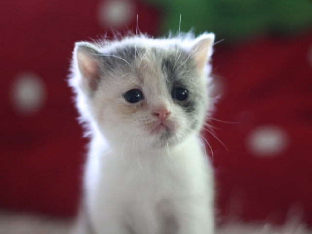 スコティッシュフォールドの子猫画像