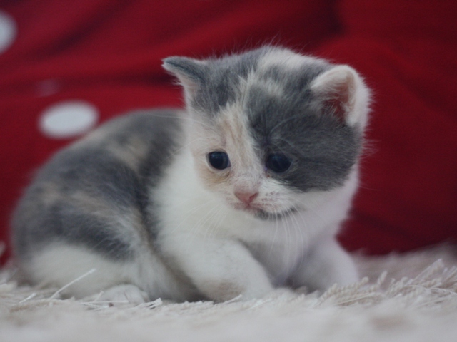 スコティッシュフォールドの子猫画像