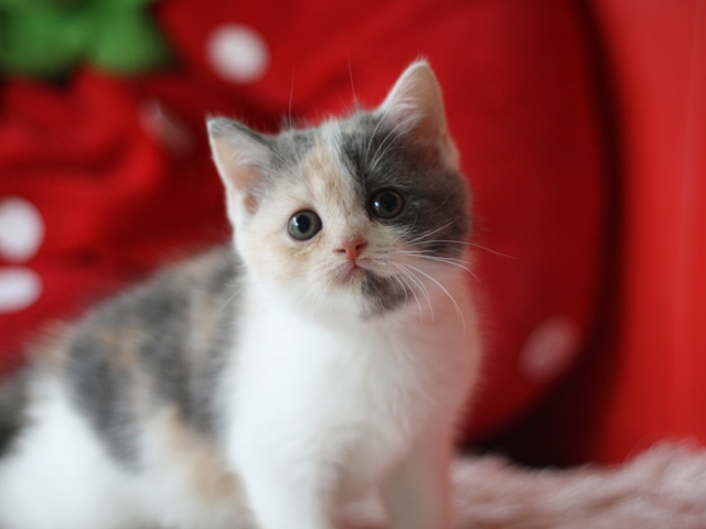 スコティッシュフォールドの子猫画像