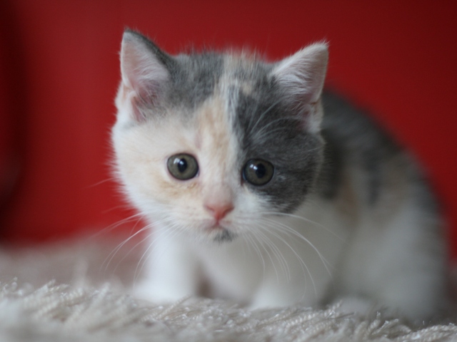 スコティッシュフォールドの子猫画像