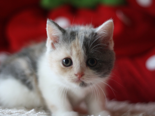 スコティッシュフォールドの子猫画像