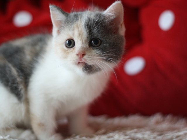 スコティッシュフォールドの子猫画像