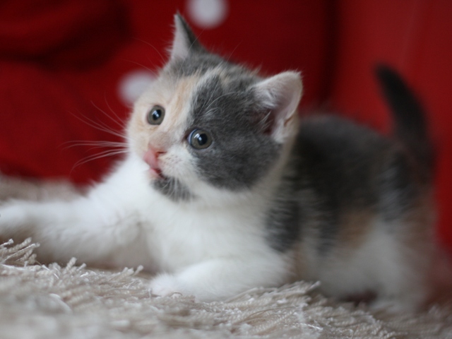 スコティッシュフォールドの子猫画像