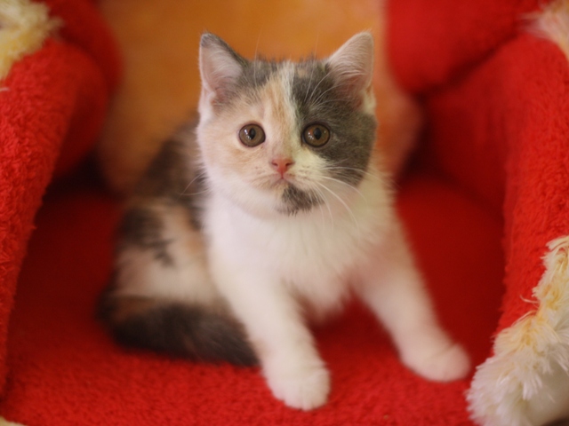スコティッシュフォールドの子猫画像