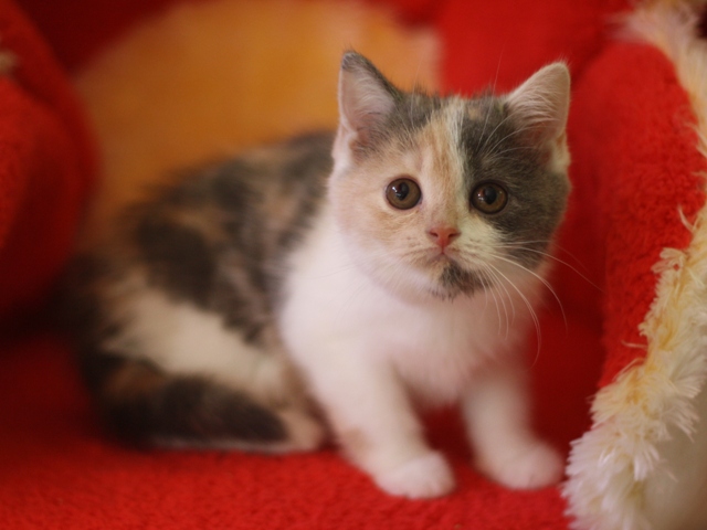 スコティッシュフォールドの子猫画像