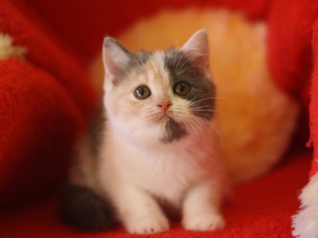 スコティッシュフォールドの子猫画像