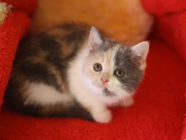 スコティッシュフォールドの子猫画像