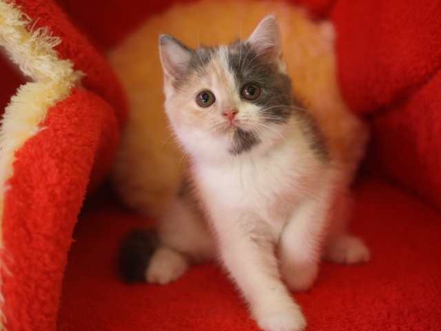 スコティッシュフォールドの子猫画像