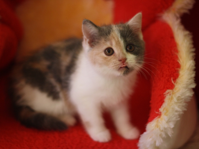 スコティッシュフォールドの子猫画像