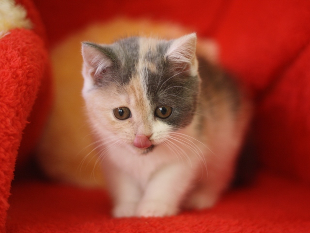 スコティッシュフォールドの子猫画像
