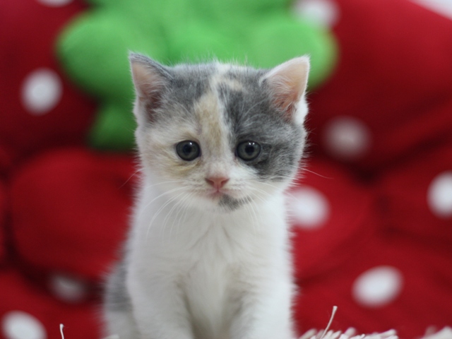 スコティッシュフォールドの子猫画像