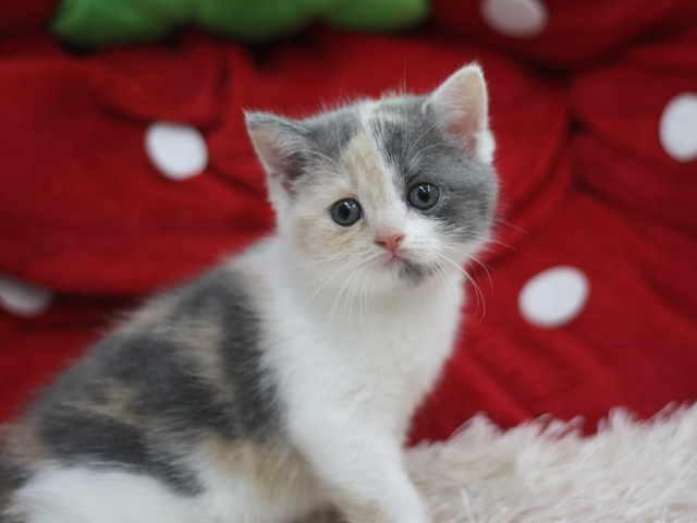 スコティッシュフォールドの子猫画像