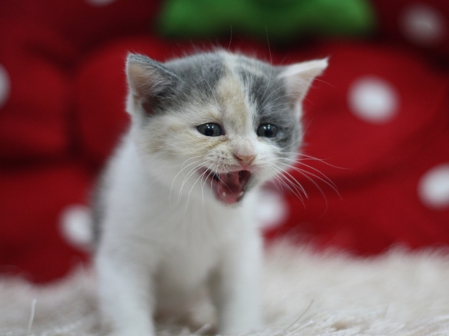 スコティッシュフォールドの子猫画像