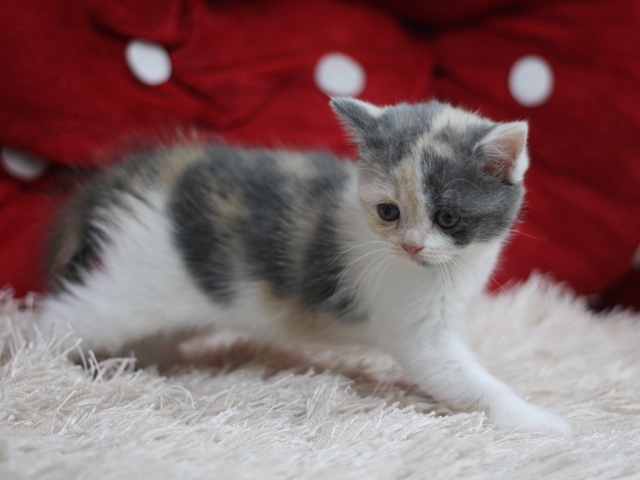 スコティッシュフォールドの子猫画像