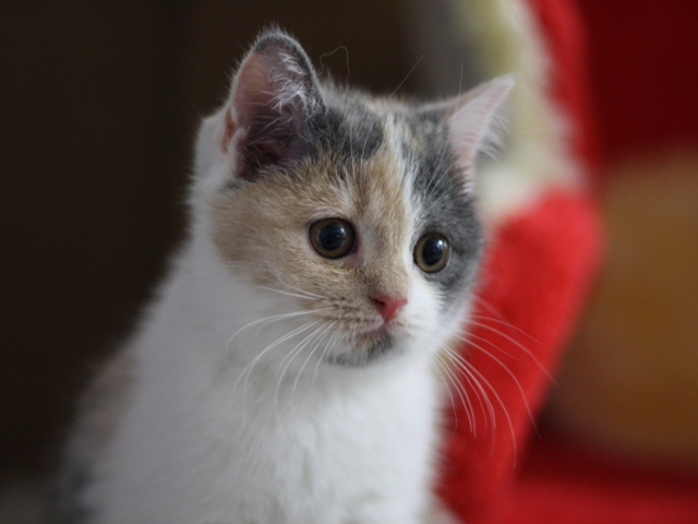 スコティッシュフォールドの子猫画像