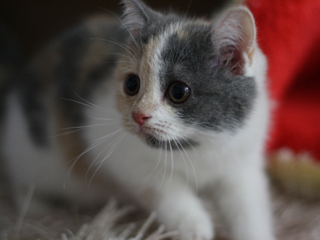 スコティッシュフォールドの子猫画像