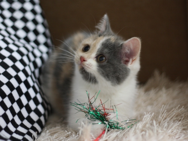 スコティッシュフォールドの子猫画像