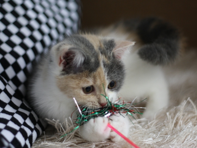 スコティッシュフォールドの子猫画像