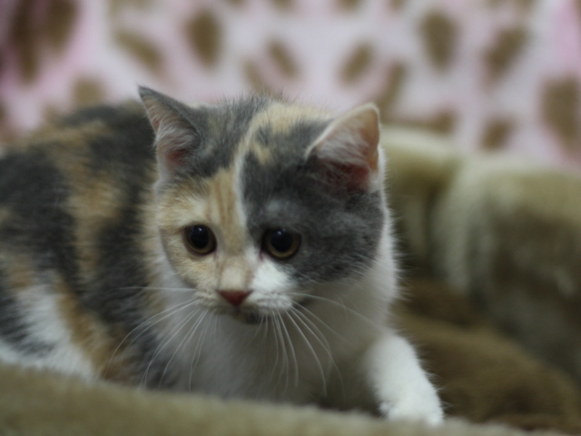 スコティッシュフォールドの子猫画像