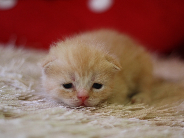 スコティッシュフォールドの子猫画像