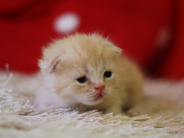 スコティッシュフォールドの子猫画像