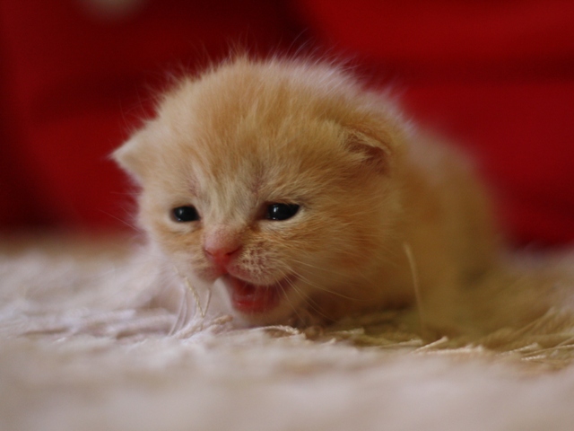 スコティッシュフォールドの子猫画像