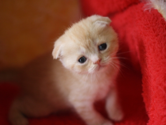 スコティッシュフォールドの子猫画像