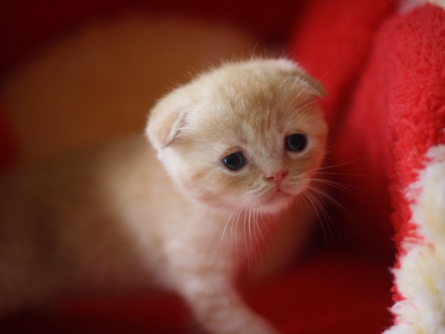 スコティッシュフォールドの子猫画像