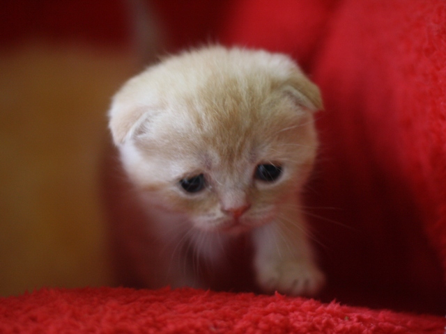 スコティッシュフォールドの子猫画像