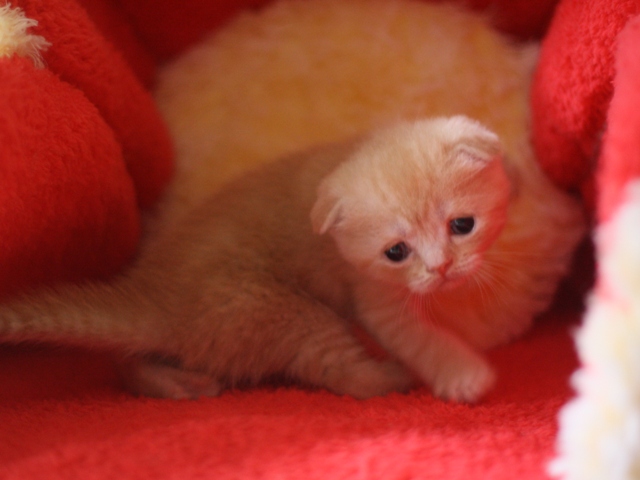 スコティッシュフォールドの子猫画像