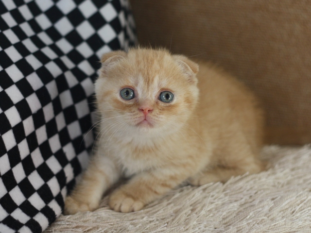 スコティッシュフォールドの子猫画像