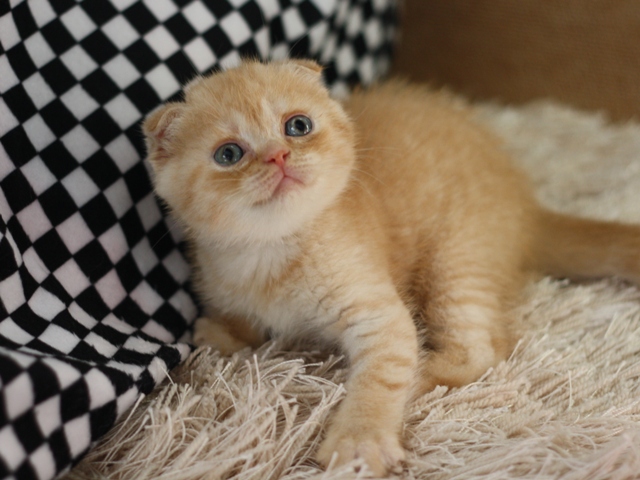 スコティッシュフォールドの子猫画像