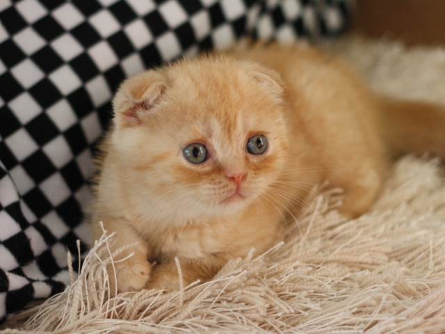 スコティッシュフォールドの子猫画像