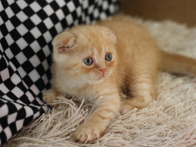スコティッシュフォールドの子猫画像