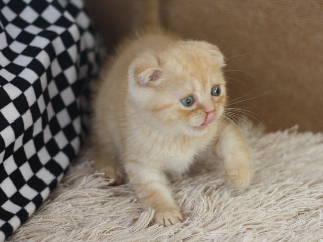 スコティッシュフォールドの子猫画像