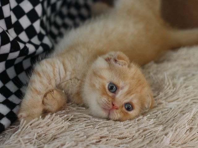 スコティッシュフォールドの子猫画像