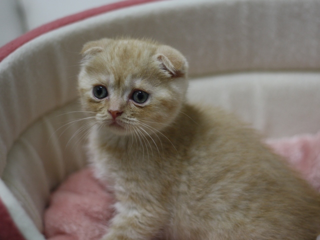 スコティッシュフォールドの子猫画像