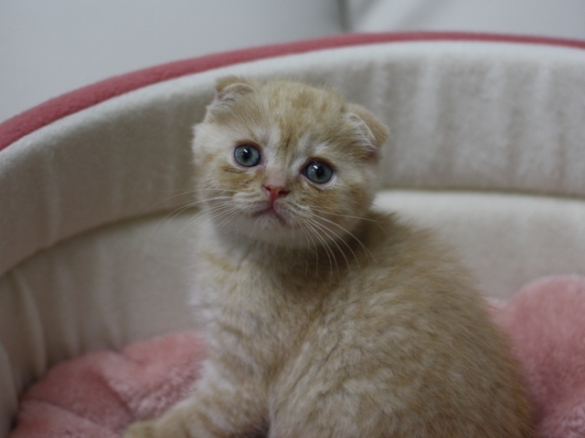 スコティッシュフォールドの子猫画像