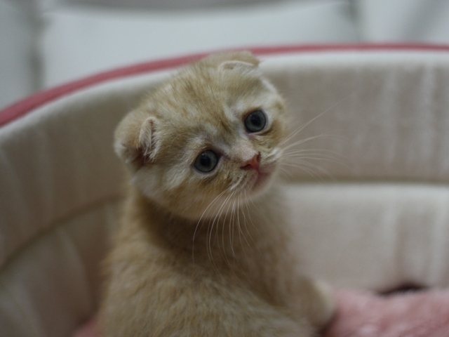スコティッシュフォールドの子猫画像